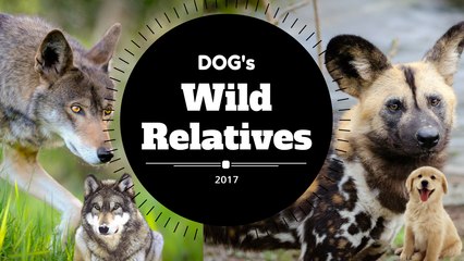 Wild relatives of our Dogs.