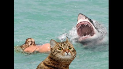 Try not laugh whatsapp videos (IMPOSSIBLE CHALLENGE)-20-(Komik whatsapp videoları)