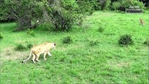 Kaplan Leoparı Öldürüyor ★ Aslan Çita Köpek Ayı Timsah Yaban Domuzu Kurt Gergedan Jaguar Kavgası
