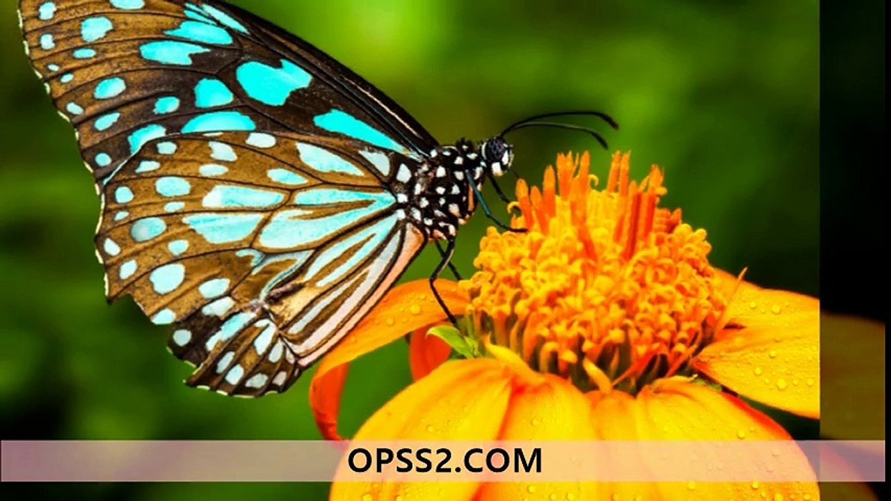 Butterfly 강동오피 강동건마 오피쓰 OPSS2.COM