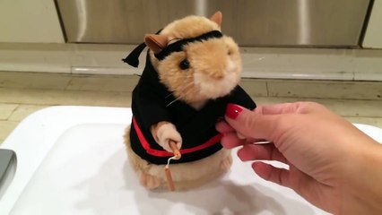 Hamster électrique qui fait du Kung Fu !