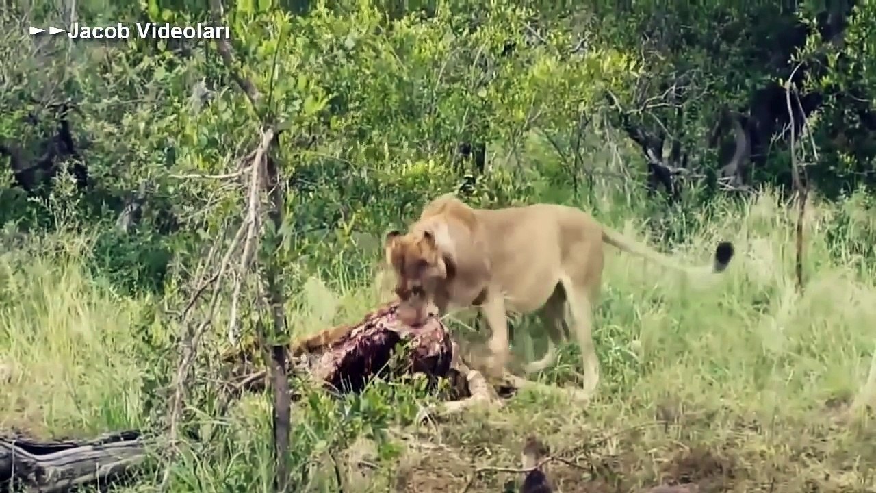 VAHŞİ HAYVAN KAVGALARI ►► Kaplan Aslan Sırtlan Timsah Antilop Bufalo Yaban Köpekleri Fil İnsan