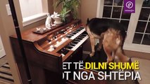 Qeni që luan piano