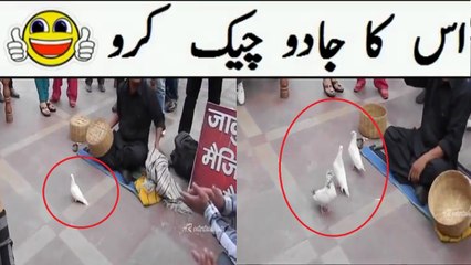 اِس کا جادو چیک کریں ۔۔ ایک کبوتر سے تین کبوتر