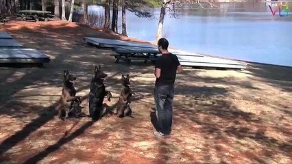 الألعاب رياضة وتحدي الأخبار أفلام وتلفزيون كل الأصناف  00:2103:29      01:53 German Shepherd Gets Chicken Thigh for Birthday! German Shepherd Gets Chicken Thigh for Birthday! بواسطة dogs 184 مشاهدة Why China is beating the U.S. at innovation USA Today   b