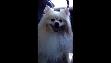 Dog Funny Tongue-wave !!!