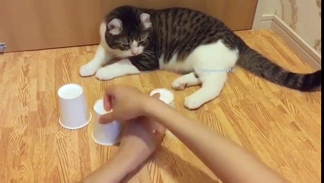 Le jeu de 3 gobelets avec un chat intelligent