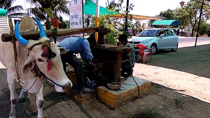TREDITIONAL SUGAR CANE JUICE, SHANI SHINGANAPUR
