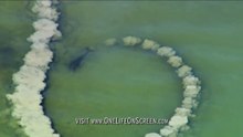 This is the incredible technique that dolphins use to eat OMG VIDEO