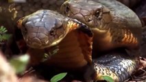 The Secrets Of The King Cobra Snake Documentary 1 EAGLE attack cobra vs snake kills anaconda