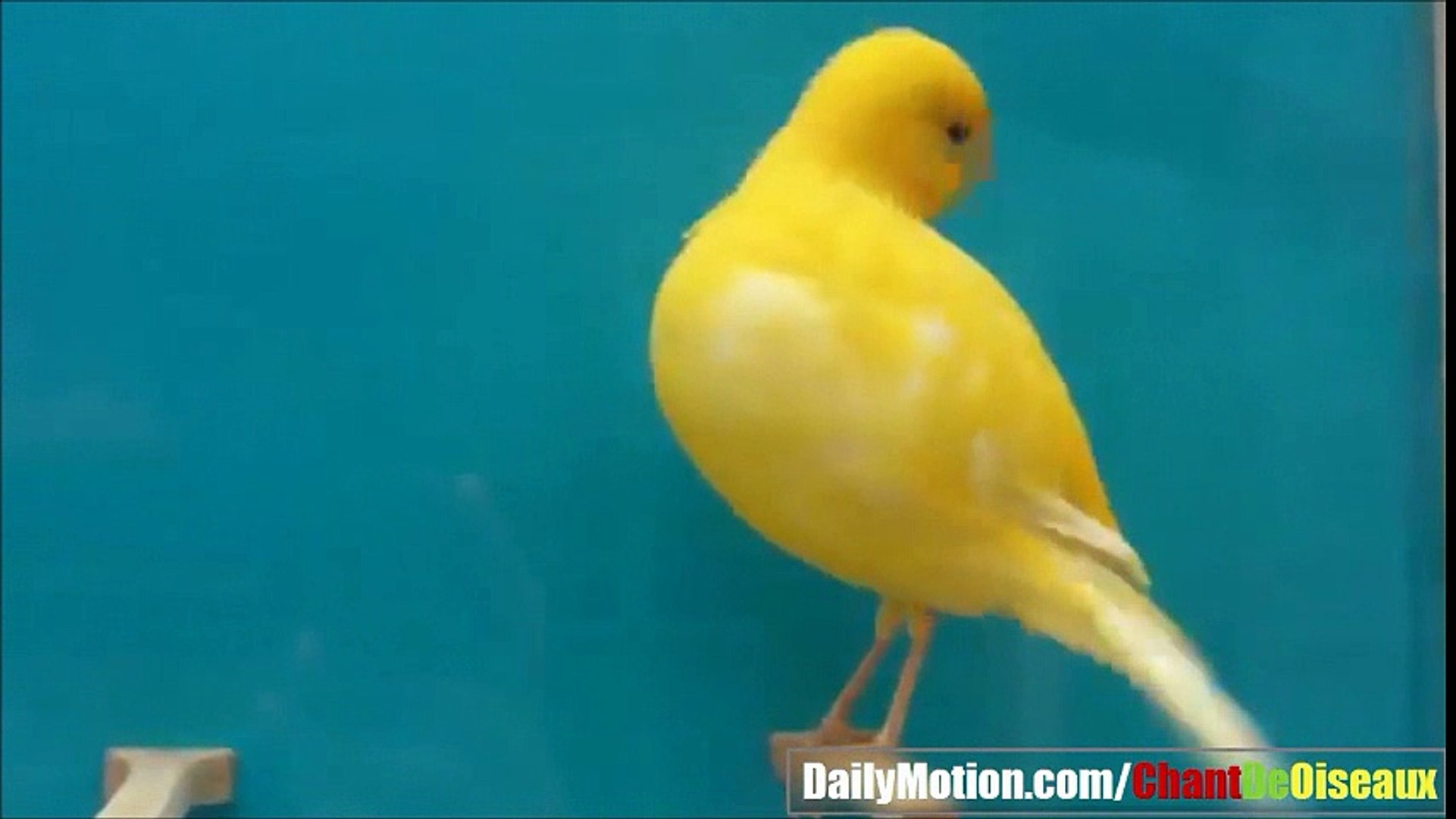 Border Canary Singing Cd