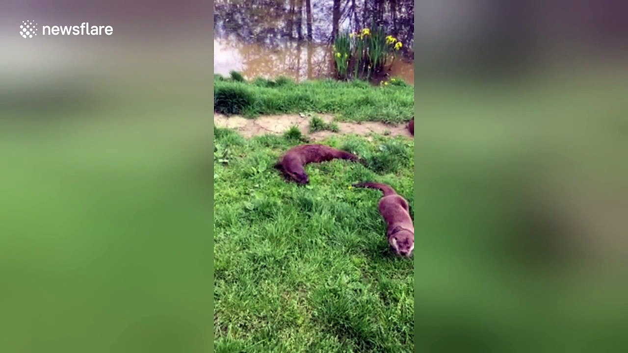 Cute otter plays with leaf