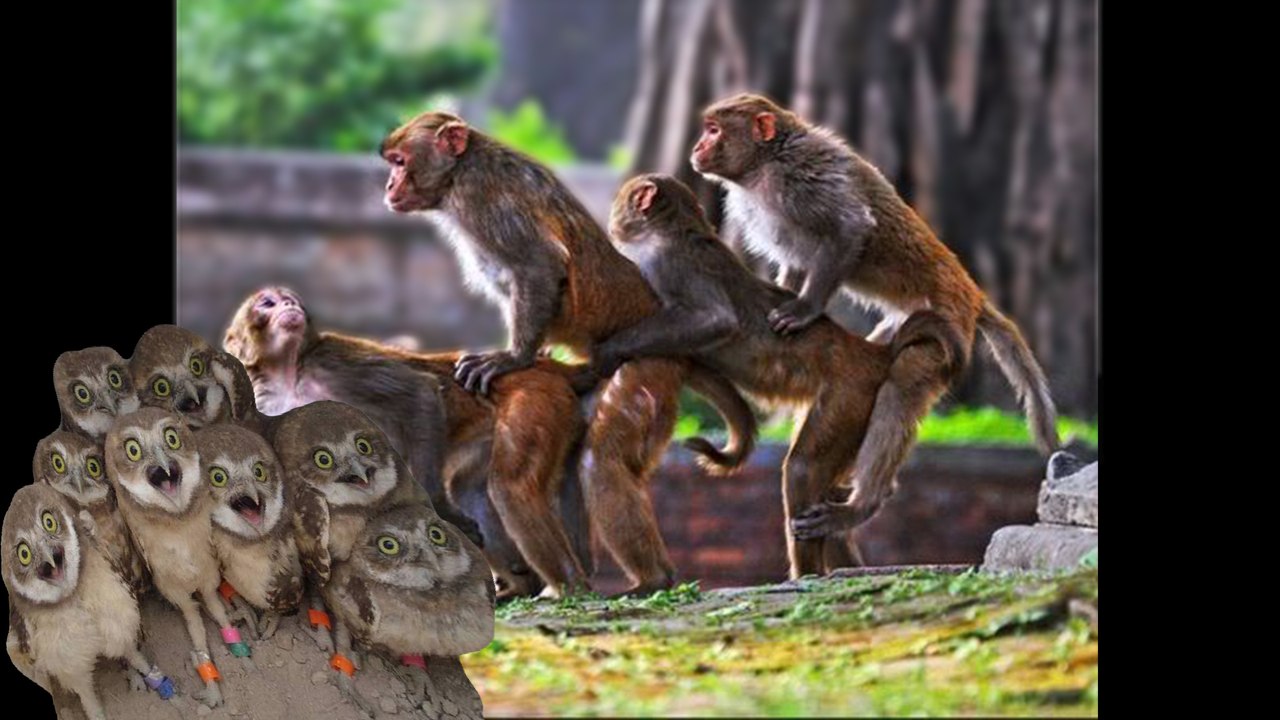 Try not laugh whatsapp videos (IMPOSSIBLE CHALLENGE)-21-(Komik whatsapp videoları)