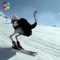 kayakçı devekuşları