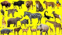 Learn Wild Animals, African Animals for Kids Adventure