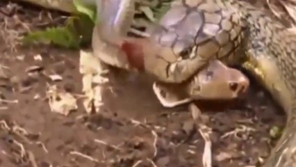 King Cobra eat snack alive - KING Cobra, Attacks & Eats Spitting Cobra - RARE FOOTAGE HD