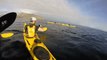 Kayakers Spot Basking Shark Near the Irish Coast