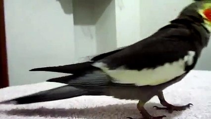 Sultan Papağanı Bardaklan Oynuyor