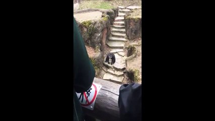 Un chimpanzé jette ses excréments au visage d'une dame âgée assise dans le public