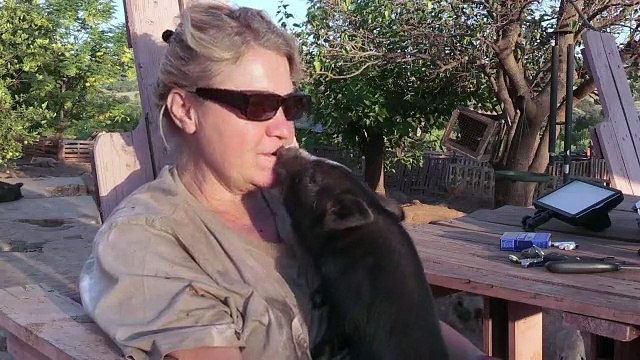 Ce femme fonde un refuge et recueille des centaines de cochons nains abandonnés