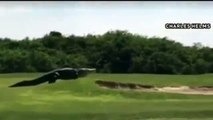 Un alligator geant s'invite sur un terrain de golf !