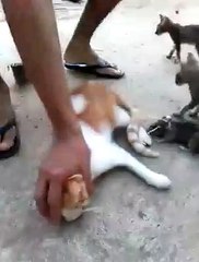 funny videos and prank calls