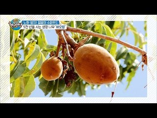 젊음의 슈퍼푸드는 5천년 생명의 ‘바오밥 나무’!! [슈퍼푸드 투어 천년만년] 4회 20160927