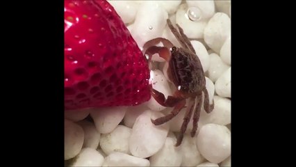 Ce petit crabe mande sa grosse fraise... Miam