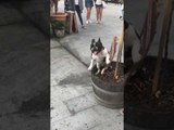 Dog Shows Balloons Who's Boss