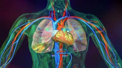 Le fonctionnement du coeur expliqué en vidéo
