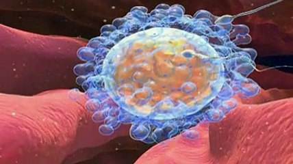 Fécondation In Vitro (FIV) expliquée en vidéo