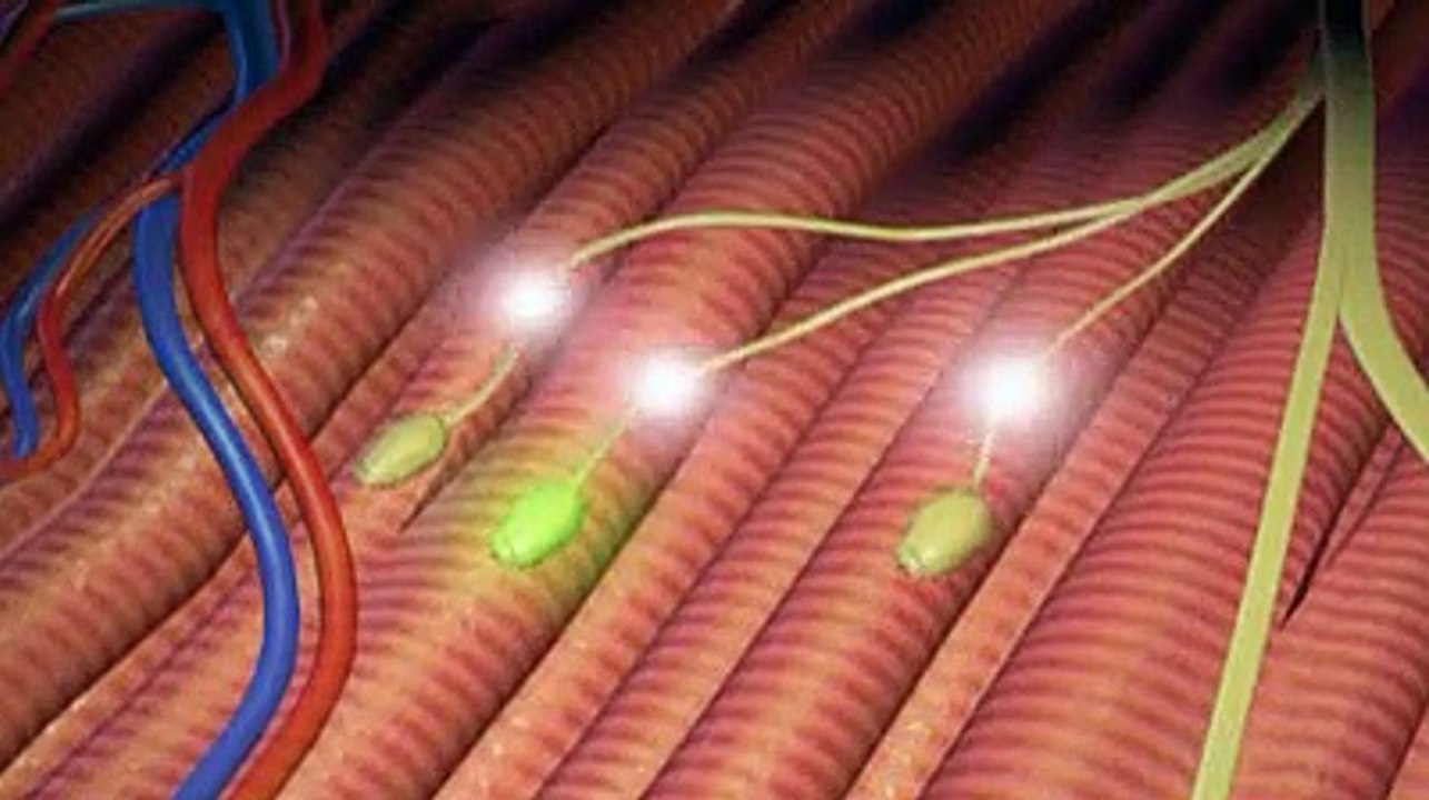 Électrodiagnostic