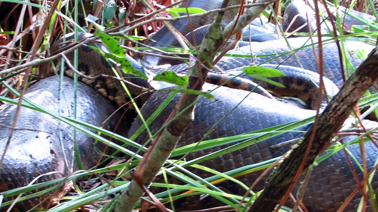 Close Encounter with Mating Anacondas