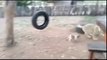 Reverse Video जब एक कुत्ते का बच्चा पड़ा कई शेरों पर भारी।-Reversed
