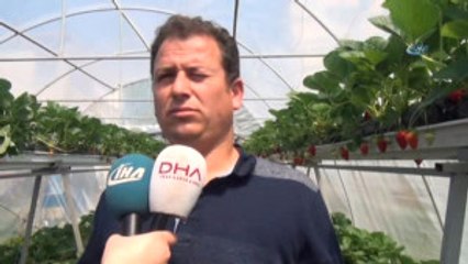 Sinop'ta Topraksız Çilek Üretiminde Yüzde 100 Başarı