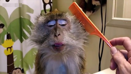 Cute monkey having good time