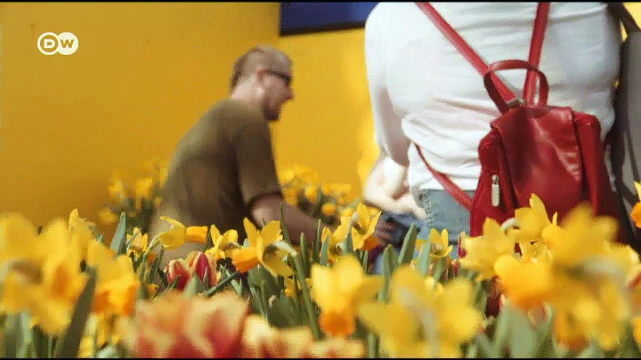 Holanda florida | Euromaxx