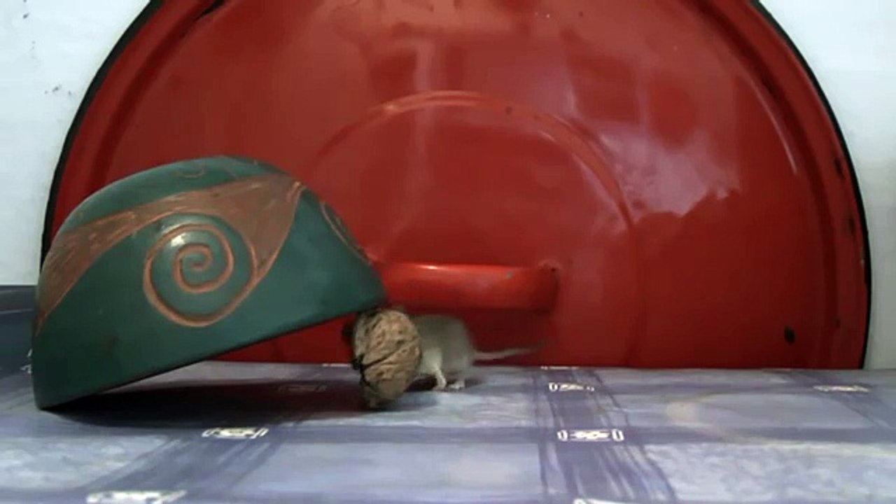 DIY - Fabriquez vous-même un piège à souris qui ne la tuera pas et ne la blessera pas