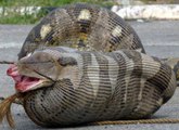 King Cobra eat snack alive - KING Cobra, Attacks & Eats Spitting Cobra