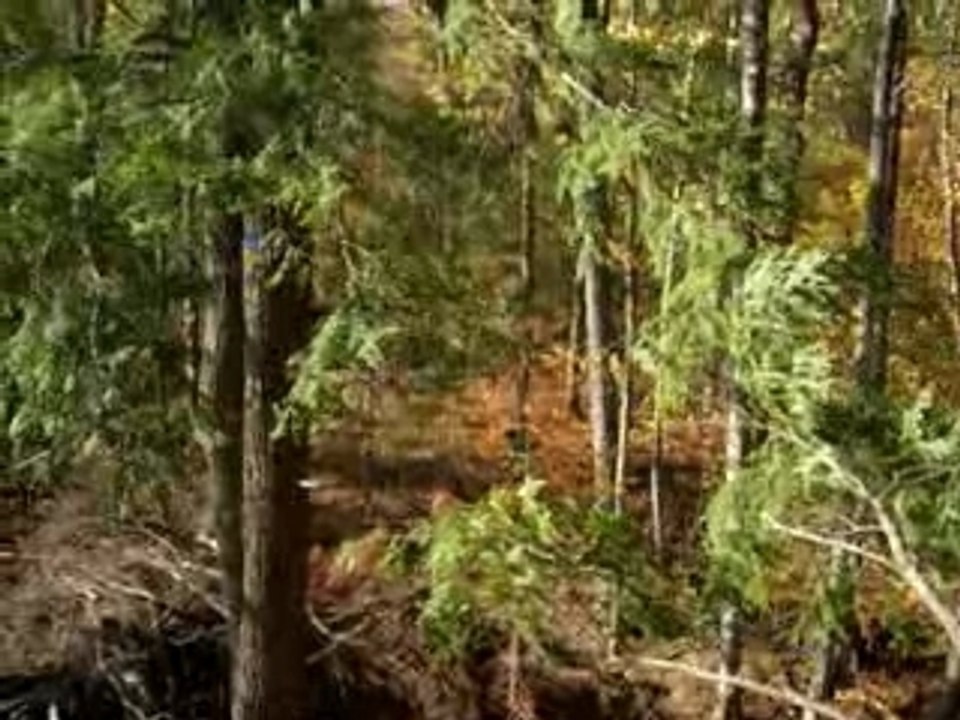 Ponderosa Overview