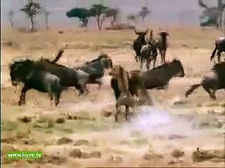 4 çita Öküzbaşlı Antilopa karşı mücadele ediyor sonunu beraber izleyelim