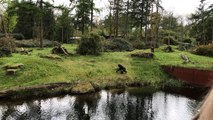 Gorillas Capture Baby Ducklings