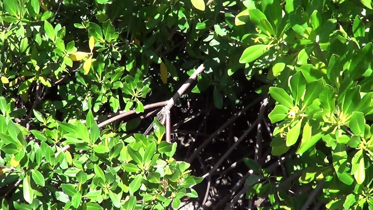 L'étang des salines Collège I.Pelage