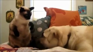 Gato Vs Perro GRACIOSO