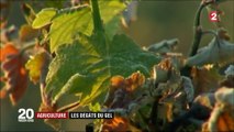 Agriculture : les dégâts du gel pour les vignobles du Bordelais