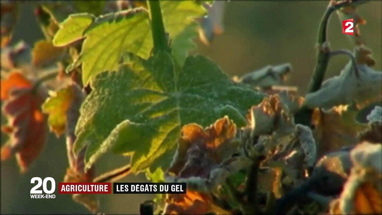 Agriculture : les dégâts du gel pour les vignobles du Bordelais