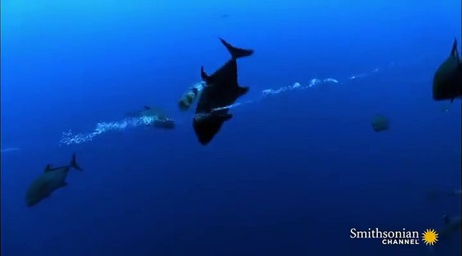 Ces poissons s'amusent sur un courant tourbillonnaire