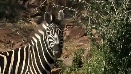 The Pack Lions [Wildlife Documentary]