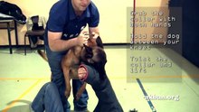 Como parar um cão