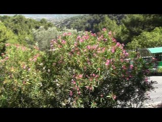 ΡΟΔΟΣ-ΠΑΡΚΟ ΠΕΤΑΛΟΥΔΩΝ